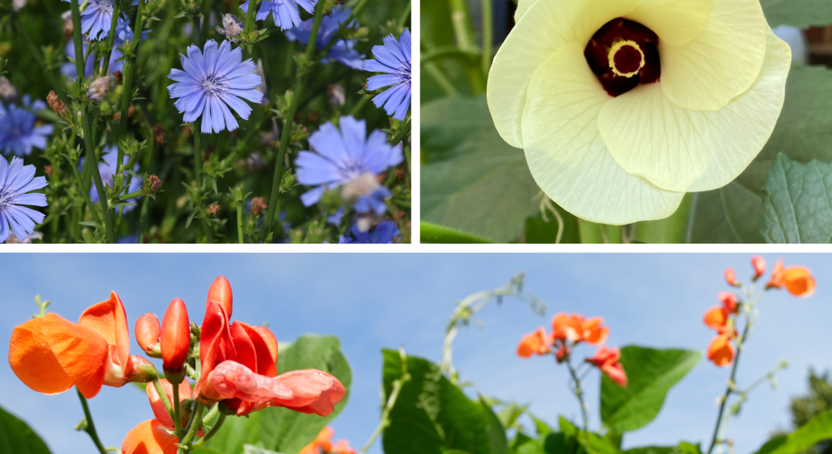Drei Blumenarten: violette Zichorien, eine cremefarbene Okra-Blüte und leuchtend orange Feuerbohnen vor blauem Himmel.