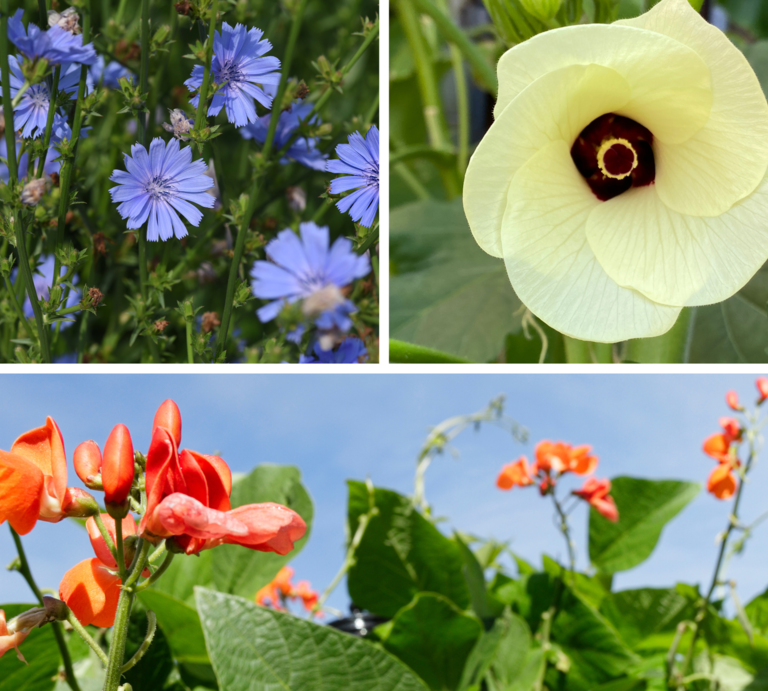 Drei Blumenarten: violette Zichorien, eine cremefarbene Okra-Blüte und leuchtend orange Feuerbohnen vor blauem Himmel. | © Canva [M]