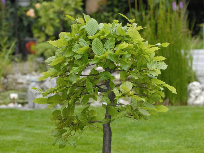 Kleiner, rundlich geschnittener Baum mit dichtem, frischem Laub auf gepflegtem Rasen vor Teich und Gartenskulpturen. | © IMAGO/blickwinkel