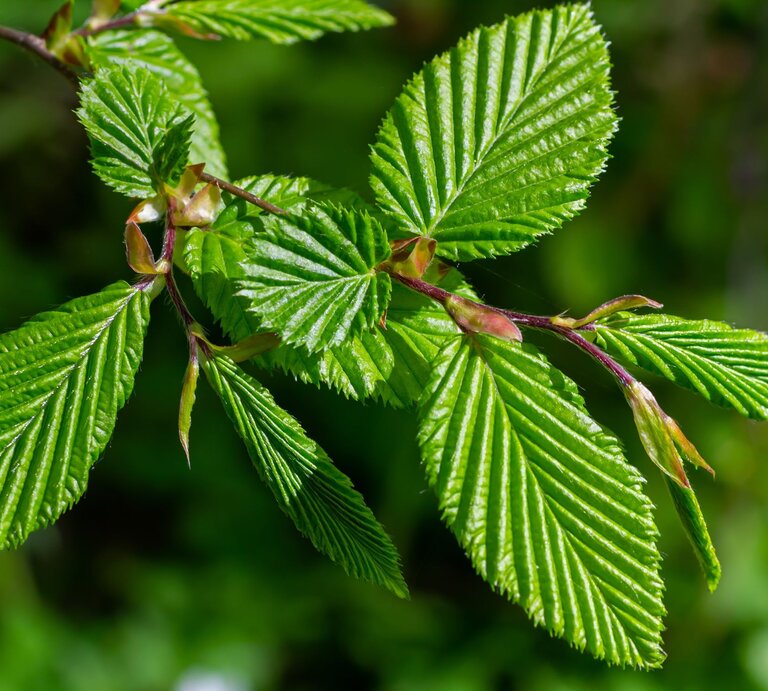 Frisch austreibende Hainbuchenblätter mit tiefen Blattadern glänzen im Sonnenlicht vor unscharfem grünem Hintergrund. | © Shutterstock/olko1975