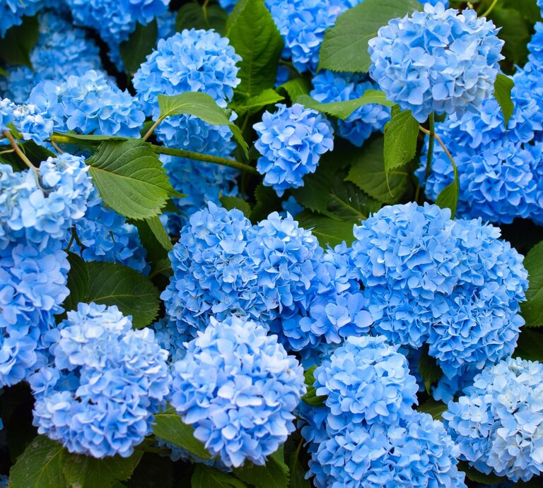 Ein reicher Strauch an Hortensien blüht blau. | © Shutterstock/Alya_Ro