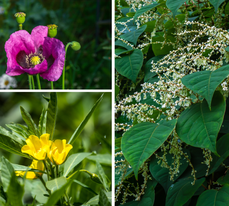 Drei verschiedene Blüten: violetter Mohn, gelbe Sumpfblume und weißer Japanknöterich mit üppigem Laub bei Sonnenlicht.Drei verschiedene Blüten: violetter Mohn, gelbe Sumpfblume und weißer Japanknöterich mit üppigem Laub bei Sonnenlicht. | © Canva [M]