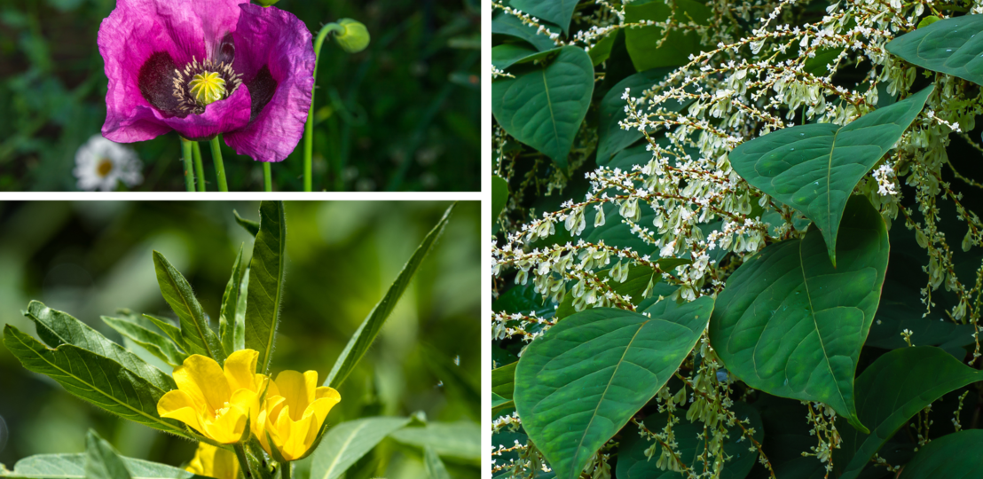 Drei verschiedene Blüten: violetter Mohn, gelbe Sumpfblume und weißer Japanknöterich mit üppigem Laub bei Sonnenlicht.Drei verschiedene Blüten: violetter Mohn, gelbe Sumpfblume und weißer Japanknöterich mit üppigem Laub bei Sonnenlicht. | © Canva [M]
