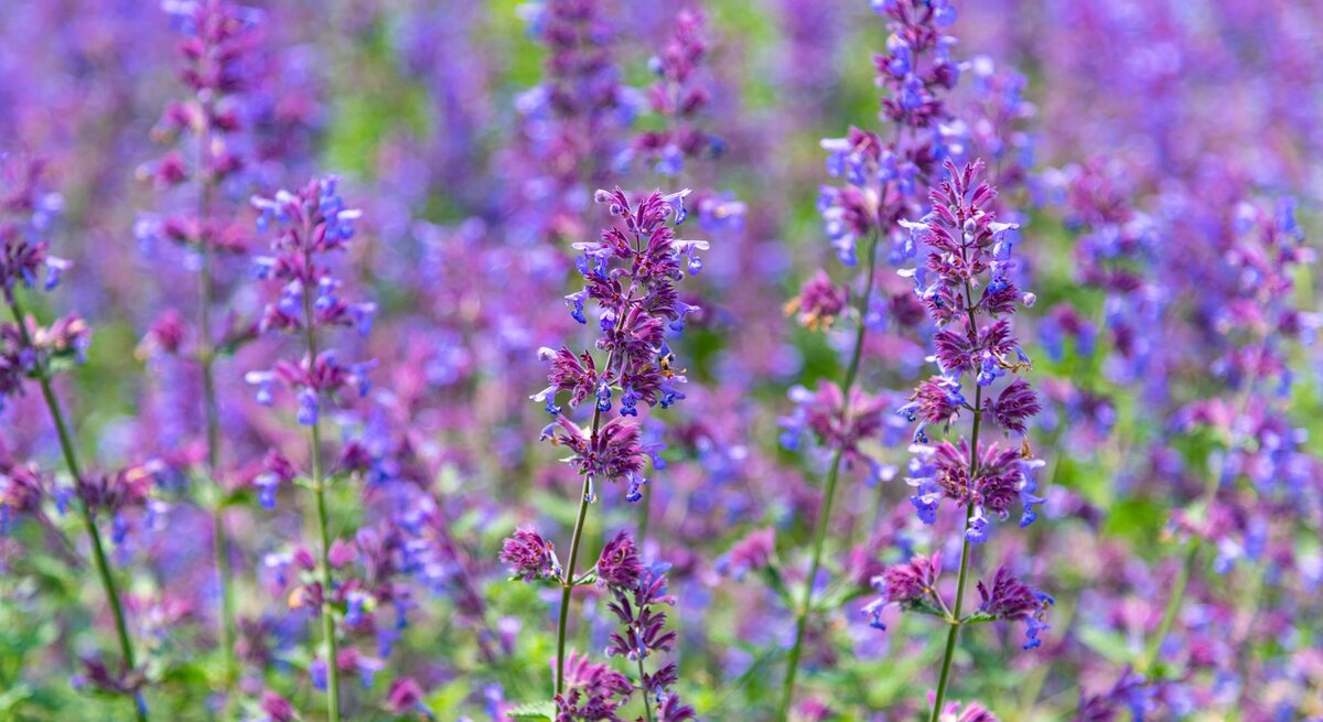 Blühende lila Blumenstauden in voller Pracht, herausstechend vor verschwommenem floralen Hintergrund.