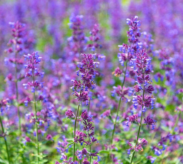Blühende lila Blumenstauden in voller Pracht, herausstechend vor verschwommenem floralen Hintergrund. | © Shutterstock/Shawn.ccf