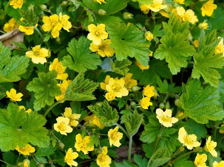 Leuchtend gelbe Blüten mit fünf zarten Blättern blühen dicht an dicht zwischen kräftig gezackten grünen Blättern. | © Shutterstock/Elly Miller