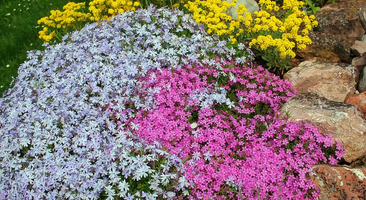 Blühende Bodendecker in weiß, pink und gelb