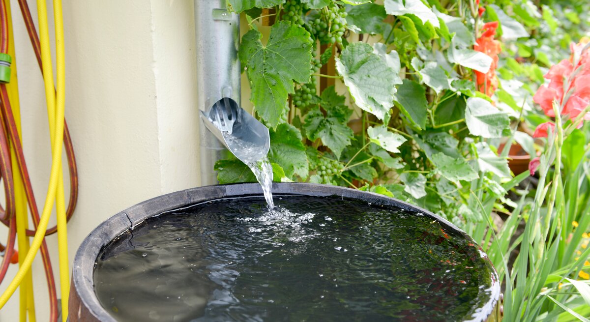 Ein Regenfallrohr leitet Wasser in eine schwarze Regentonne, umgeben von üppigen Weinreben, roten Blumen und einem gelben Gartenschlauch.
