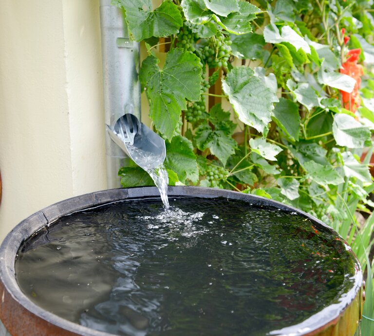 Ein Regenfallrohr leitet Wasser in eine schwarze Regentonne, umgeben von üppigen Weinreben, roten Blumen und einem gelben Gartenschlauch. | © Adobe Stock/ schulzie