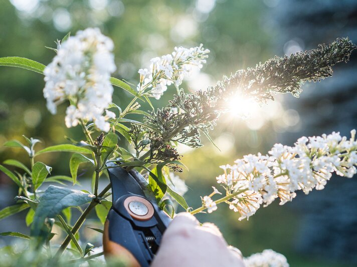 Weißer Sommerflieder wird mit Schere zurückgeschnitten. | © Adobe Stock