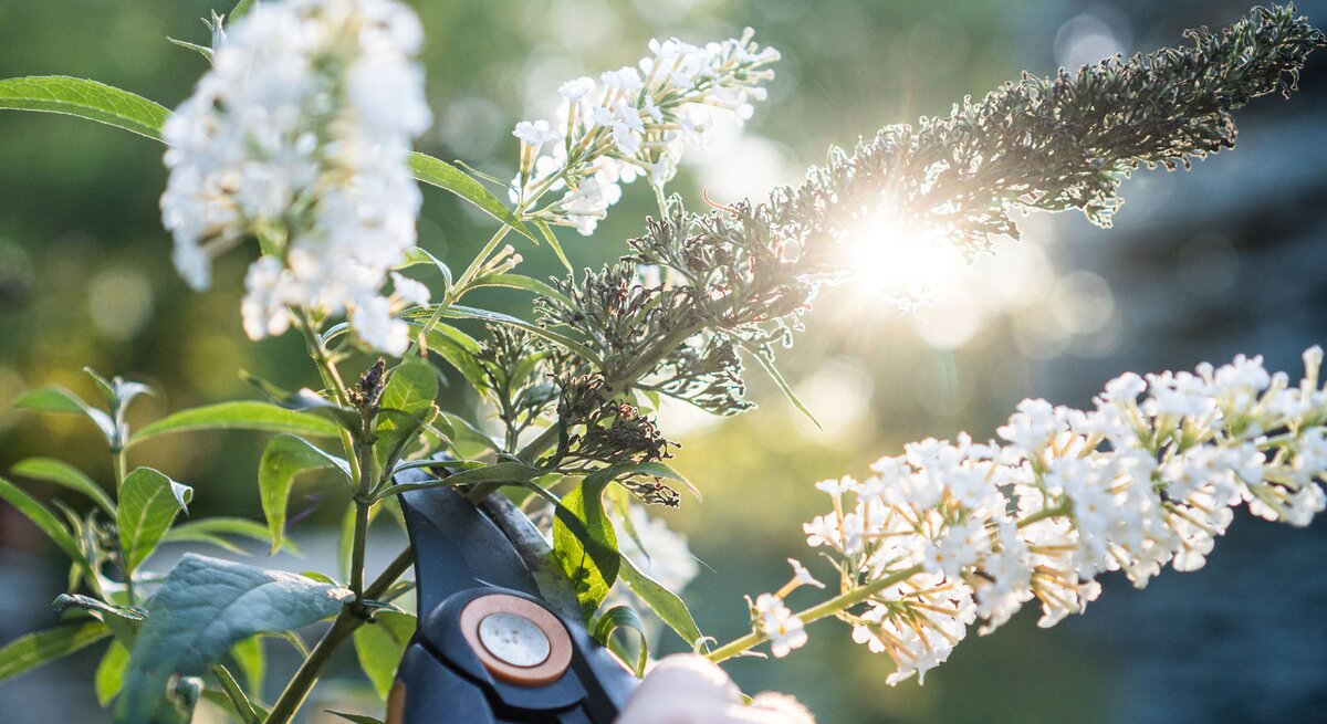 Weißer Sommerflieder wird mit Schere zurückgeschnitten.