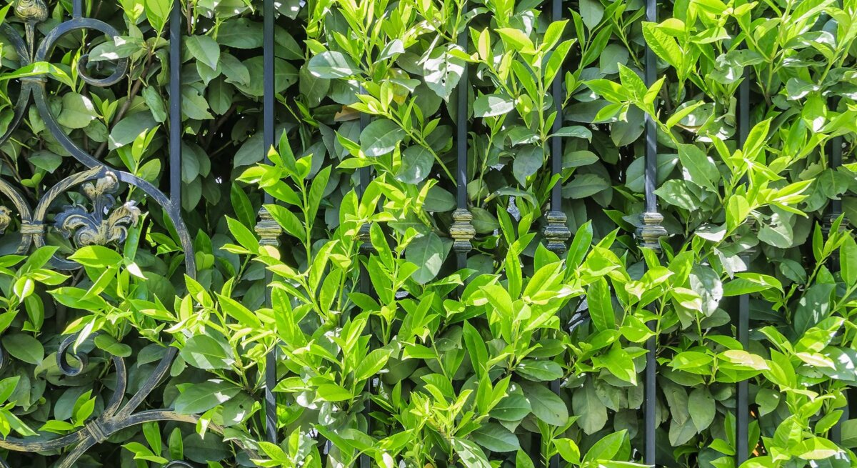 Dichtes, sattgrünes Blattwerk einer Hecke umrankt ein kunstvoll geschmiedetes, schwarzes Metallgitter im Sonnenlicht.