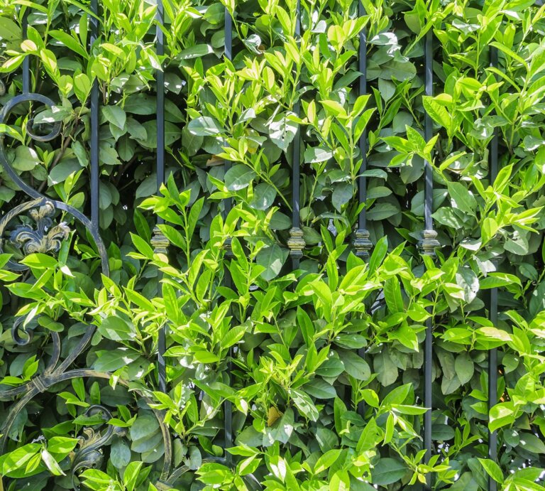 Dichtes, sattgrünes Blattwerk einer Hecke umrankt ein kunstvoll geschmiedetes, schwarzes Metallgitter im Sonnenlicht. | © Shutterstock/IgorMarch