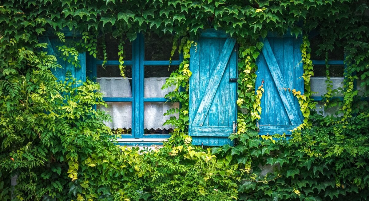 Drei blau gestrichene Holzfenster mit geschlossenen Läden sind von dichtem, grünem Efeu fast vollständig umwachsen.