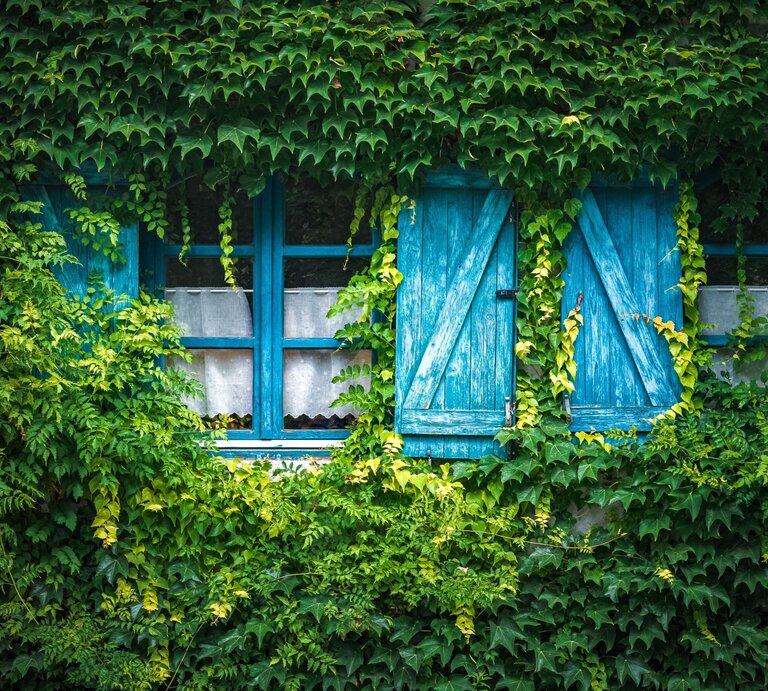 Drei blau gestrichene Holzfenster mit geschlossenen Läden sind von dichtem, grünem Efeu fast vollständig umwachsen. | © Shutterstock/Gaschwald