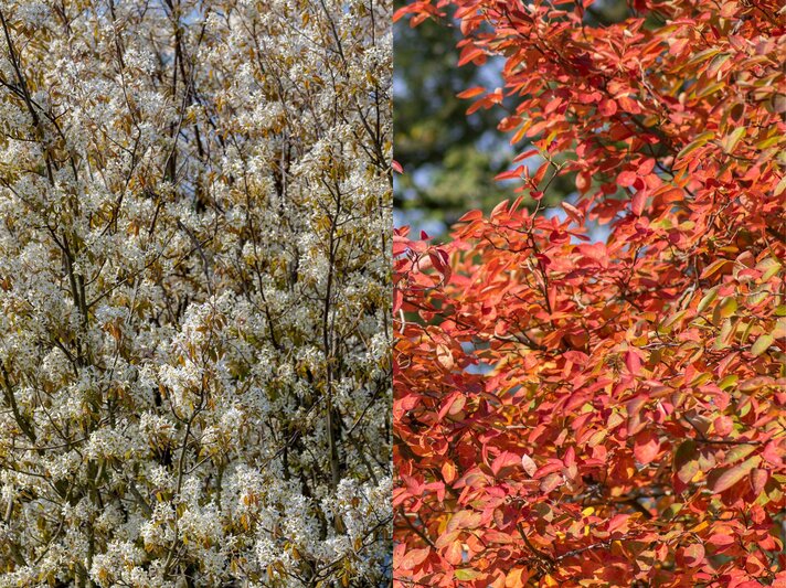 Links dichte Äste mit weißen Frühlingsblüten, rechts leuchtend rote Herbstblätter vor blauem Himmel. | © Shutterstock/Wut_Moppie/Iva Vagnerova
