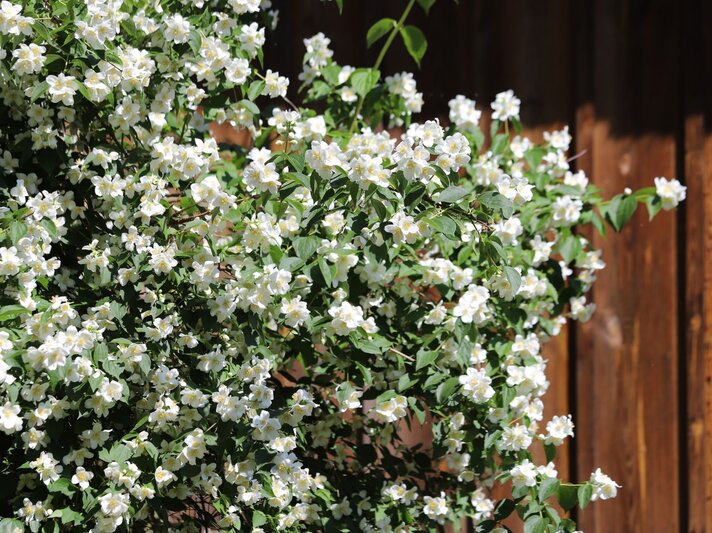 Üppig blühender Jasminstrauch mit zahllosen weißen Blüten vor einer sonnenbeschienenen Holzwand im Hintergrund. | © Shutterstock/Kabar