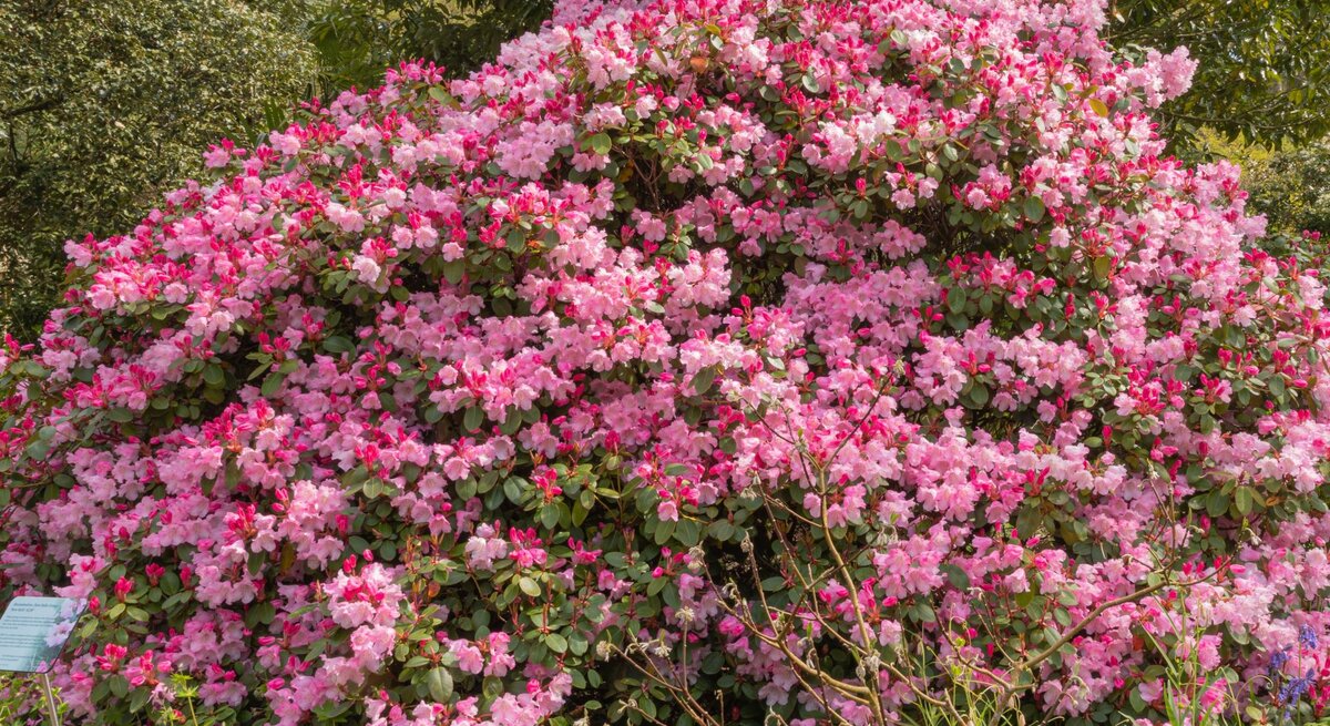 Üppig blühender Rhododendronstrauch mit unzähligen rosa und pinken Blüten vor dichtem, grünem Laub im Frühlingsgarten.