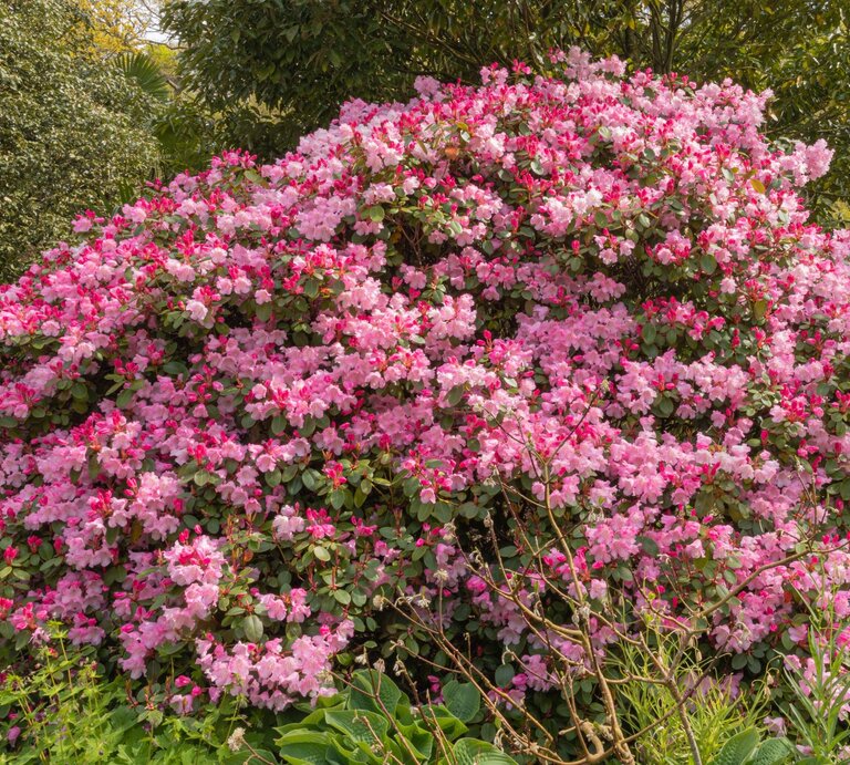 Üppig blühender Rhododendronstrauch mit unzähligen rosa und pinken Blüten vor dichtem, grünem Laub im Frühlingsgarten. | © Shutterstock/David_Maddock