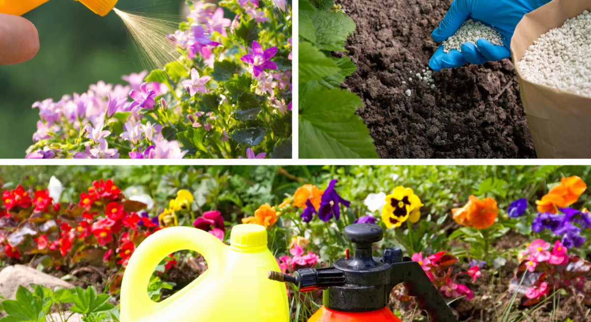 Gelber Zerstäuber sprüht Wasser auf violette Blüten, daneben düngt eine behandschuhte Hand Erde mit weißen Körnern.