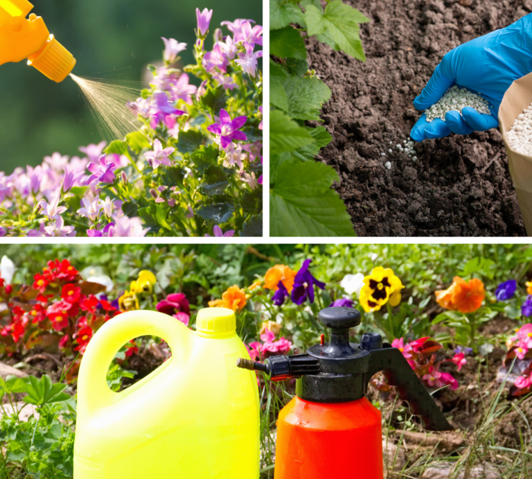 Gelber Zerstäuber sprüht Wasser auf violette Blüten, daneben düngt eine behandschuhte Hand Erde mit weißen Körnern. | © canva [M]