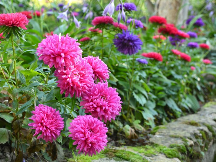 Knallpinke Astern blühen üppig am sonnigen Wegrand, im Hintergrund violette und rote Blüten vor grünem Blättermeer. | © Adobe Stock / orestligetka
