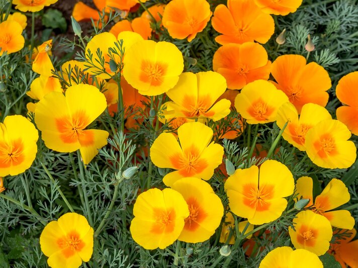 Leuchtend gelb-orangefarbene Blüten des Kalifornischen Mohns blühen dicht an dicht zwischen feingliedrigen grünen Blättern. | © Adobe Stock / Nick Taurus