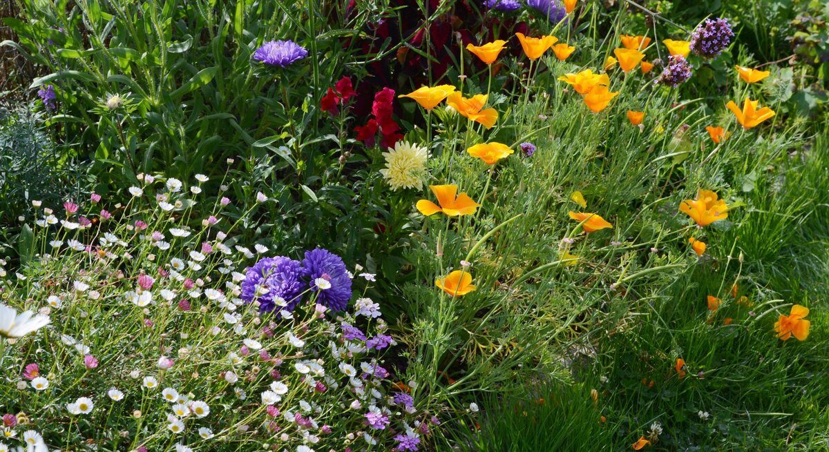 Bunte Sommerblumen in Gelb, Lila, Weiß und Rosa blühen dicht an dicht in einem sonnigen Garten mit sattgrünem Gras.