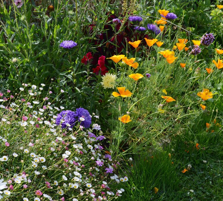 Bunte Sommerblumen in Gelb, Lila, Weiß und Rosa blühen dicht an dicht in einem sonnigen Garten mit sattgrünem Gras. | © Adobe Stock / sarahdoow