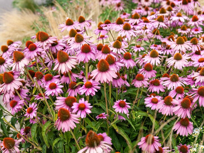 Üppige Stauden voller pinkfarbener Sonnenhüte mit orangebraunen Körbchenblüten vor wildem Gras im Hintergrund. | © Shutterstock/Max Jongkoen