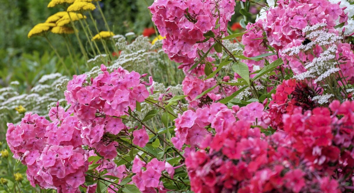 Üppige Stauden mit rosa, roten und weißen Phloxblüten blühen vor gelben Schafgarben in einem sommerlichen Garten.