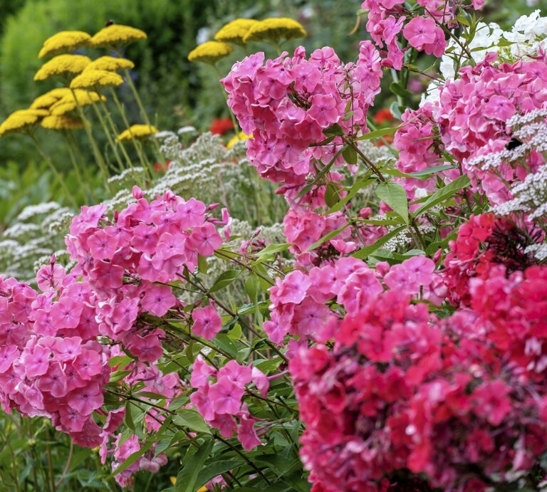 Üppige Stauden mit rosa, roten und weißen Phloxblüten blühen vor gelben Schafgarben in einem sommerlichen Garten. | © IMAGO/ imagebroker