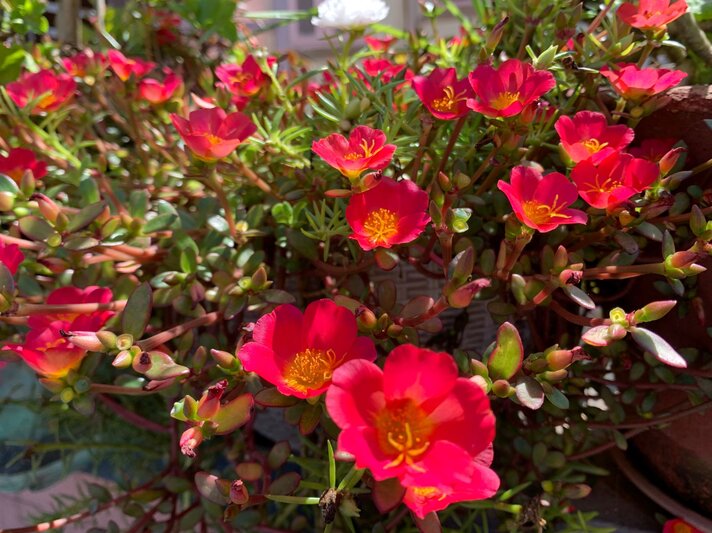 Leuchtend rote Portulak-Röschen mit gelber Mitte blühen dicht an dicht in einem sonnenbeschienenen Blumentopf. | © Shutterstock/Rukman Limbu