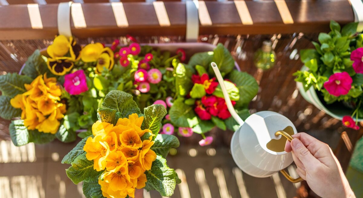 Farbige Frühlingsblumen in Balkonkästen werden bei hellem Licht von Hand mit einer weißen Gießkanne gegossen.