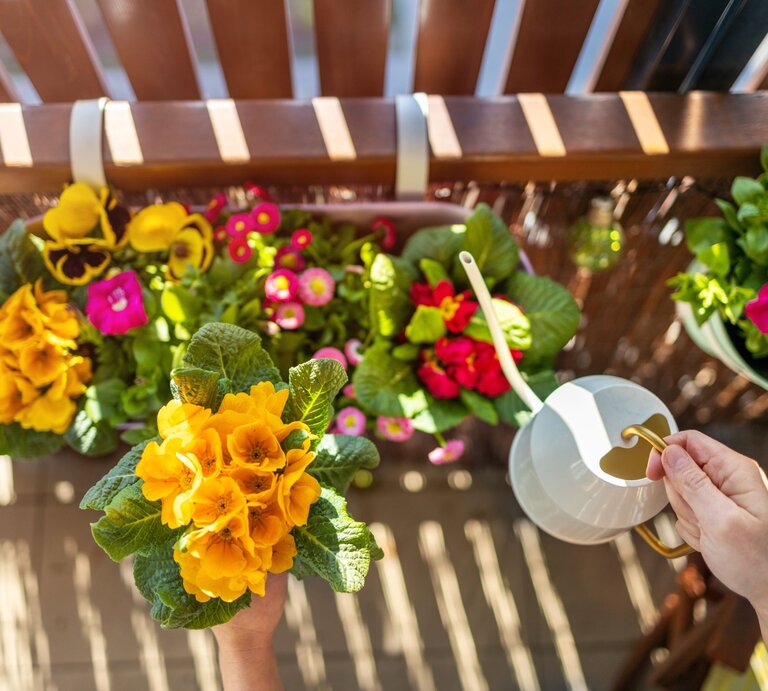 Farbige Frühlingsblumen in Balkonkästen werden bei hellem Licht von Hand mit einer weißen Gießkanne gegossen. | © Shutterstock/pikselstock