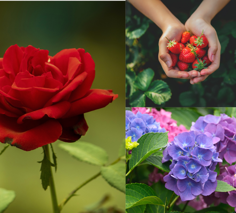 Rote Rose im Vordergrund, Kinderhände mit Erdbeeren oben rechts, unten links blühen violette und rosa Hortensien im Garten. | © Canva/Collage:bildderfrau.de