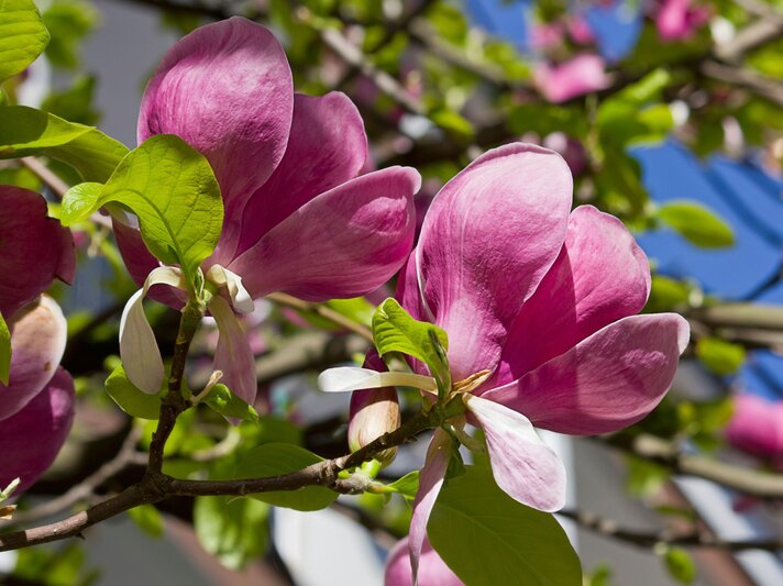 Große, rosaviolette Magnolienblüten leuchten in der Sonne vor grünem Laub und tiefblauem Frühlingshimmel. | © Shutterstock/Tillottama