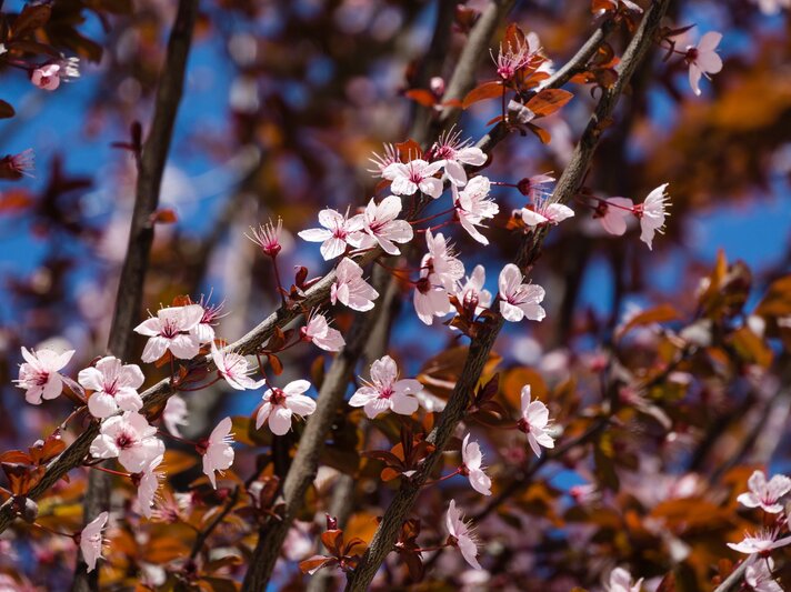 Zarte rosa Blüten der Blutpflaume leuchten an dunklen Ästen vor rotbraunem Laub und strahlend blauem Himmel. | © Shutterstock/Marinodenisenko