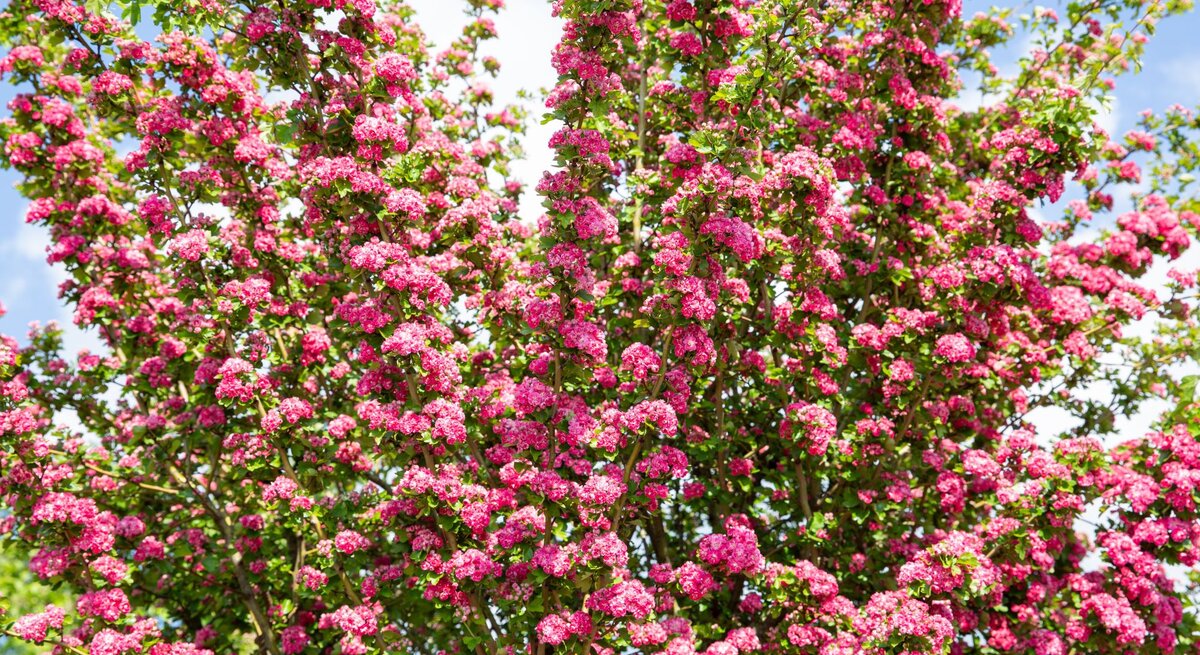 Ein prächtig blühender Rotdornbaum mit unzähligen pinken Blütenbüscheln vor blauem Himmel mit weißen Wolken.