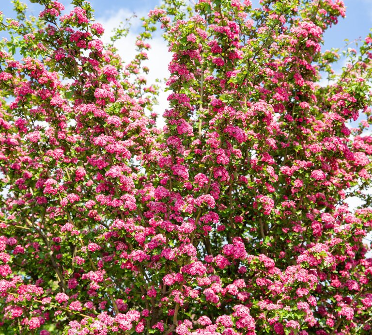 Ein prächtig blühender Rotdornbaum mit unzähligen pinken Blütenbüscheln vor blauem Himmel mit weißen Wolken. | © Shutterstock/Traveller70