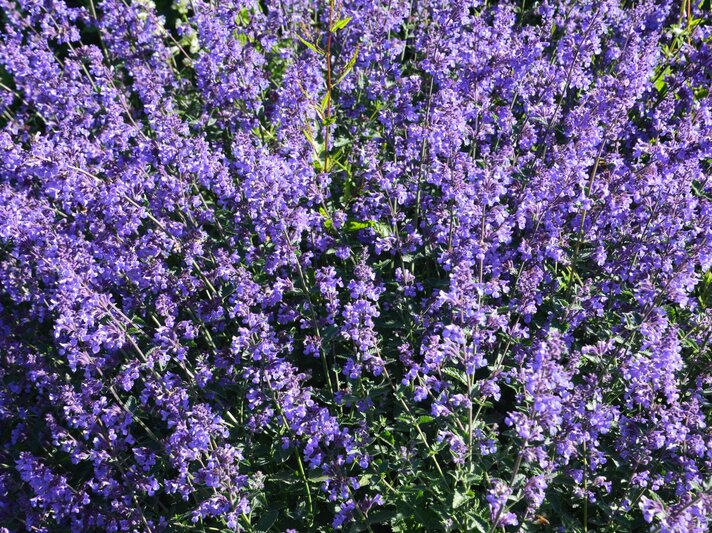 Dicht stehende, blühende Lavendelbüsche mit leuchtend violetten Blüten vor sattem grünen Blattwerk in der Sommersonne. | © Shutterstock/Kasia Kubacha