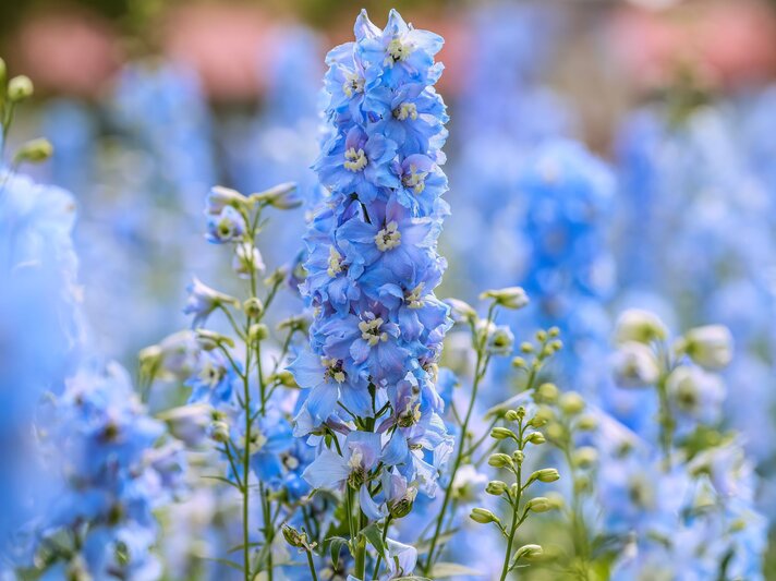 Eine prächtige Rittersporn-Blüte in leuchtendem Blau ragt aus einem verschwommenen, blühenden Feld im Sommerlicht heraus. | © Shutterstock/Brookgardener