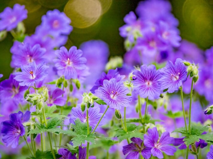 Zahlreiche violette Storchschnabel-Blüten mit zarten Adern blühen dicht an dicht vor dunkelgrünem, weichem Hintergrund. | © Shutterstock/BestPhotoStudio