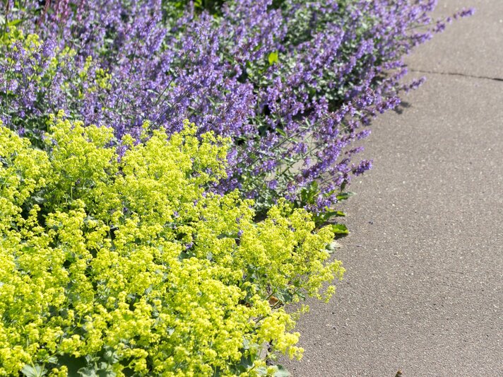 Leuchtend gelber Frauenmantel und violette Katzenminze blühen dicht an dicht entlang eines sonnigen Gartenwegs. | © Shutterstock/wasilisa