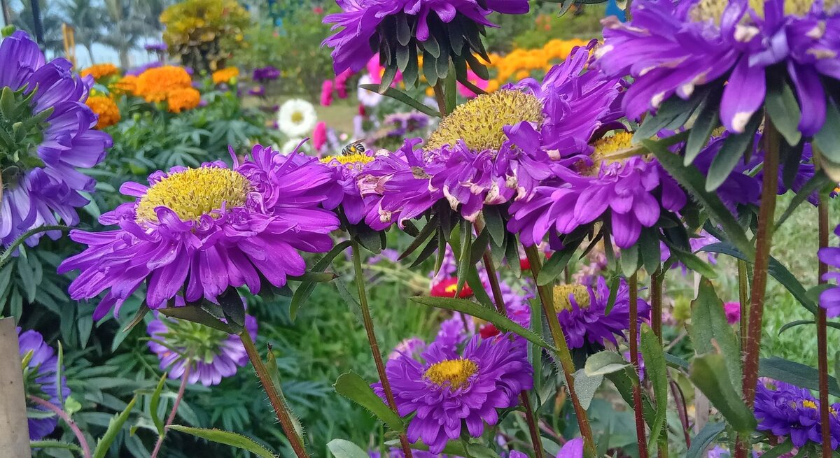 Mehrere leuchtend violette Astern mit gelben Blütenmitten blühen in einem farbenfrohen Garten bei Tageslicht.
