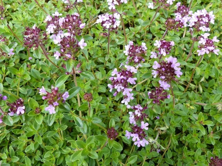 Wilder Thymian mit zahlreichen zartlila Blüten wächst dicht über grünem Laub auf sonnigem, natürlichem Boden. | © Shutterstock/guentermanaus