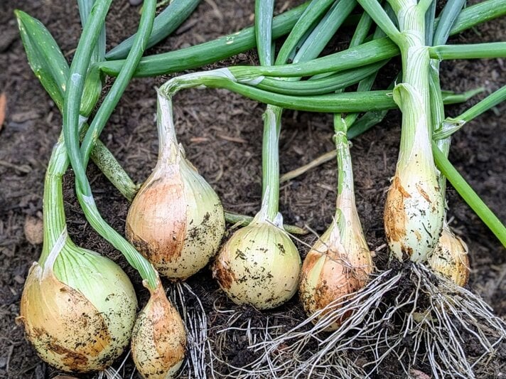 Frisch geerntete Knoblauchknollen mit langen grünen Stängeln und Erde an den Wurzeln liegen nebeneinander auf dunklem Boden. | © Shutterstock/iiidms