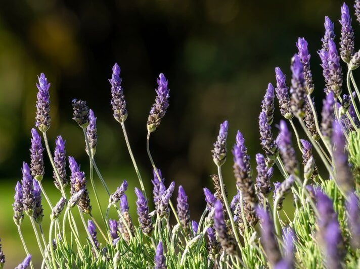 Sonnig beleuchtete Lavendelblüten mit schlanken Stängeln und violetten Blütenständen vor dunklem, unscharfem Hintergrund. | © Shutterstock/Galumphing Galah