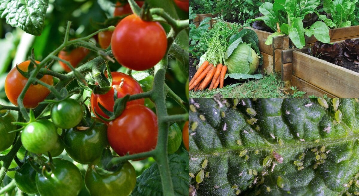 Reife und unreife Kirschtomaten hängen dicht an einem sonnenbeschienenen Strauch mit sattem Blattgrün.
