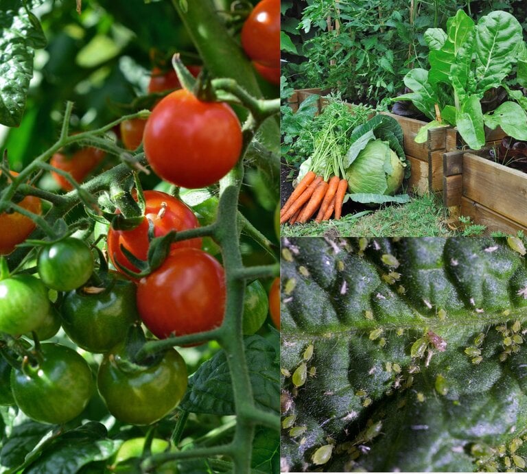 Reife und unreife Kirschtomaten hängen dicht an einem sonnenbeschienenen Strauch mit sattem Blattgrün. | © Canva/Collage:bildderfrau.de